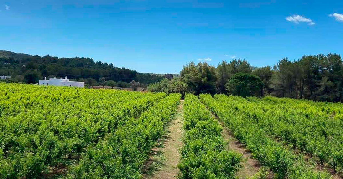 finca tradicional ibiza mermeladas